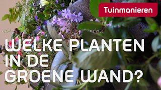 Een groene wand of verticale tuin, welke planten zet je erin? | Tuinaanleg | Tuinmanieren