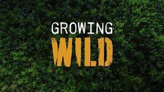 Growing Wild - A Short Documentary | The Untold Stories of Maine's Wild Blueberries