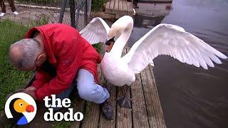 Swan Dad Won't Let This Guy Rescue His Baby | The Dodo