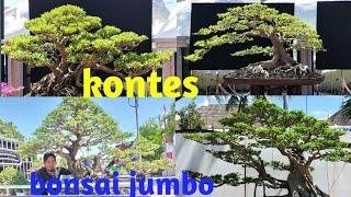 pameran bonsai jumbo jumbo di kontes bonsai ((RUBI PONOROGO))2022