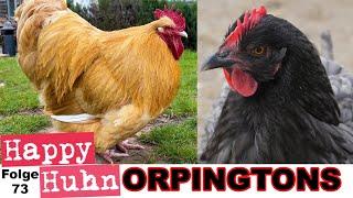 Orpingtons im Rasseportrait bei HAPPY HUHN Folge 73 - Haltung, Zucht, Farben der Orpington-Hühner