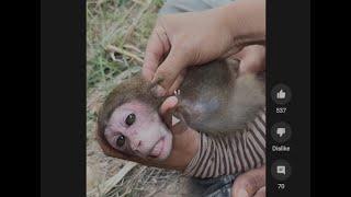 Please report this Animal Abusing channel (Graphic torturing Monkey)