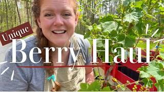 5 Unique Berry Varieties Plant Haul for Zone 7 Garden