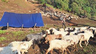 Nepali Himalayan Shepherd Life in Winter || Shepherd Food Cooking || IamSuman