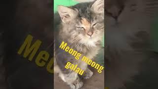 Kucing emoet .. galau