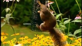 Brome Bird Care Squirrel Buster Classic.flv