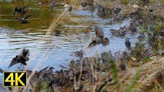 Stare beim Baden (Bathing Starlings) [4K]