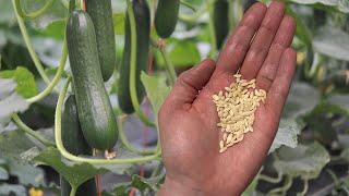 How to Harvest and Save Cucumber Seeds