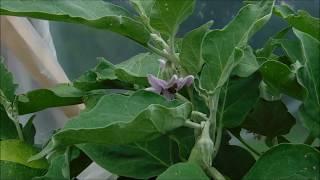 why are my blossoms falling off of my eggplants, what does blossom end rot look like on eggplants, e