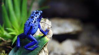 Blue Poison Dart Frog @SITHEEQUE #frog #aquarium #frogs #dart #nature #natureheals #explorer