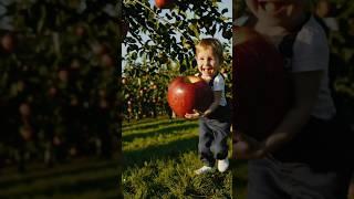 WOW! Giant Apple Bigger Than a Kid’s Hand! ️"