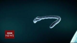 Ebola virus: What is it? We explain in 60 seconds - BBC News