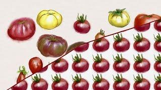 Organic breeding for healthy, tasty and diverse food