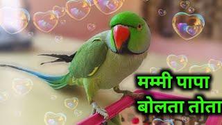 Mummy bolne wala tota || talking parrot || papa bolne wala tota || (⁠⁠‿⁠⁠)