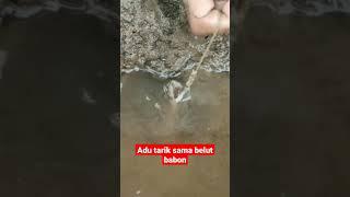 viral tarikan belut babon nya kuat sekali #shorts #trending #terbaru#belut #belutbabon @bahdadung