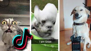  Funniest TIKTOk Dogs and TIKTOK Cats  - Try Not To Laugh with TikTok Animals 2020 | Pets Keen