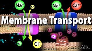 Membrane Transport, Animation