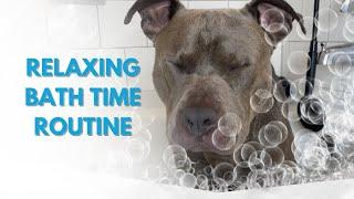 RELAXING & SATISFYING DOG BATH TIME ROUTINE | CUTE PIT BULL BATH