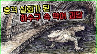 [그재무지 M] 정말로 실화가 된, 하수구 속 악어 괴담