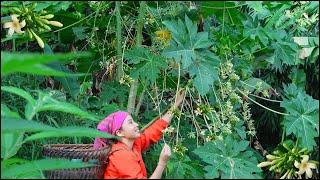 Tedicinal herbs from papaya flowers, gardening, fishing, cooking | Off-Grid Life - Ana Bushcraft