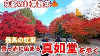 12/4(水)京都の紅葉散策真っ赤に染まる真如堂を歩く【4K】Shinnyodo Temple