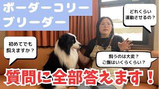 【ボーダーコリー】ブリーダーがよくある質問にお答えします！