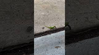 Lizard caught a caterpillar. #texas #flowermound #lizard