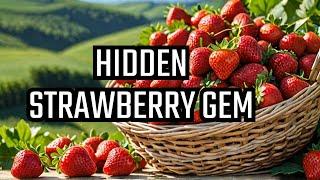 Mahabaleshwar Hill Station's BEST KEPT SECRET Strawberry Garden