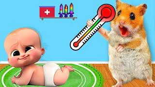 Hamster Maze: Pretend A Doctor Check Up Bro In Real Life | Life Of Pets HamHam