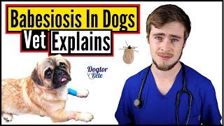 What To Do When Your Dog Gets Tick Fever? This Is URGENT! | Vet Explains