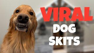 Funniest AGuyandAGolden Viral Dog Skits!