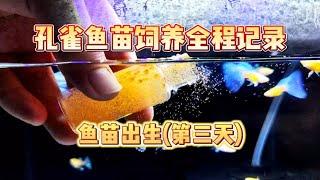 家养孔雀鱼苗饲养全纪实！欢迎大家跟我一起云养鱼！