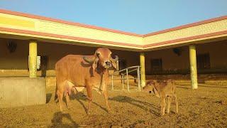 gir cow Gujarat️#trending #cow #video #viral #gir #gujarat #gircow #viralvideo #gaumata #love #bull