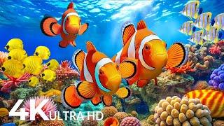 AQUARIUM 4K VIDEO (ULTRA HD) Dive Into The Mesmerizing Underwater Realm, Sea Jellyfish, Coral Reefs