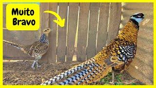 Mostrando meus Faisoes Coleira - Venerado - Tragopan  | Gutejando