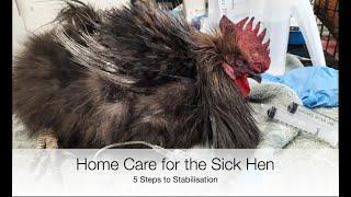 5 Crucial Steps to Nursing a Sick Hen | Sez the Vet