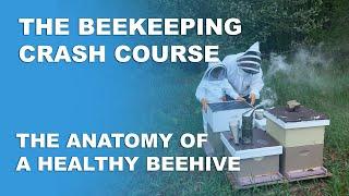 The Anatomy Of A Healthy Beehive - Beekeeping Basics Part 3 - Beekeeping Crash Course