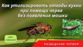 Как утилизировать отходы кухни с помощью червей и избежать появления мошки. Борьба с вредителями.