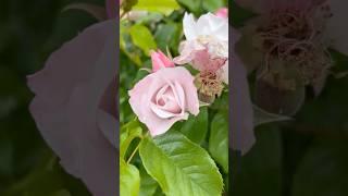 🪷Нежность и красота #нидерланды  #кустарники  #розы #улица