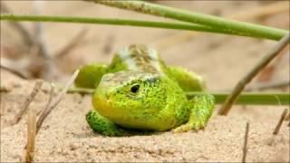 Sand Lizards on Wild Britain (2018)