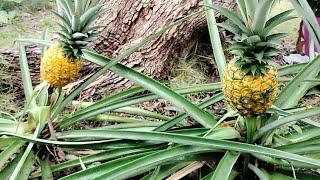 harvesting fruits soursop pineapple passion fruits all year round!!