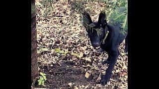 Nuca the german shepherd burying her first bone