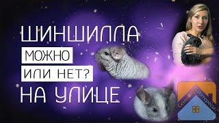 Шиншилла гуляет на улице - можно или нет??? (Факторы, влияющие на решение)