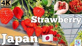 Japan  Strawberry  Farm Travel Guide 2024