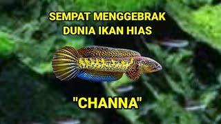 Ikan channa yang sempat menjadi gebrakan dunia ikan hias