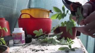 How to Grow Roses from Cuttings - Cloning Rose Propagation