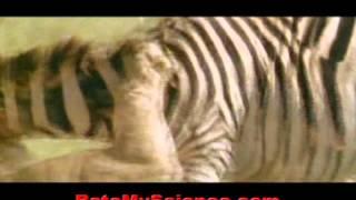 Lion fights, Rate My Science