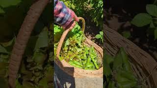 Christmas harvest ️‍#permaculture #southernhemisphere #raspberry #organic #chile