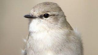 Up close with Jacky Winters – Includes singing, nesting and stunning Capertee Valley vistas