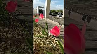 Самый красивый сад, самый зелёный двор, самый ухоженный газон,самый дорогой дом #благоустройство